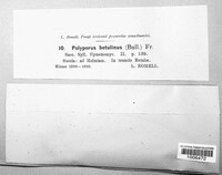 Fomitopsis betulina image